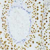 Immunohistochemistry of paraffin-embedded Mouse testis using ALYREF Polyclonal Antibody at dilution of 1:100 (40x lens) .