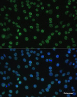 Immunofluorescence analysis of C6 cells using ALYREF Polyclonal Antibody at dilution of 1:100 (40x lens) . Blue: DAPI for nuclear staining.