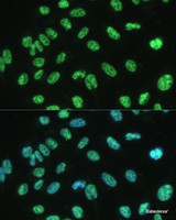 Immunofluorescence analysis of U-2 OS cells using ALYREF Polyclonal Antibody at dilution of 1:100 (40x lens) . Blue: DAPI for nuclear staining.