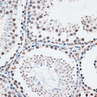 Immunohistochemistry of paraffin-embedded Mouse testis using AQR Polyclonal Antibody at dilution of 1:100 (40x lens) .