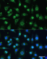 Immunofluorescence analysis of L-929 cells using HNRNPA0 Polyclonal Antibody at dilution of 1:100 (40x lens) . Blue: DAPI for nuclear staining.