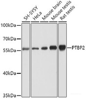 Western blot analysis of extracts of various cell lines using PTBP2 Polyclonal Antibody at dilution of 1:1000.