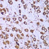 Immunohistochemistry of paraffin-embedded Mouse brain using RPS10 Polyclonal Antibody at dilution of 1:100 (40x lens) .