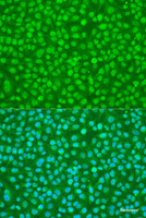 Immunofluorescence analysis of U2OS cells using SFRS9 Polyclonal Antibody at dilution of 1:100. Blue: DAPI for nuclear staining.