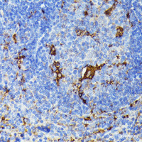Immunohistochemistry of paraffin-embedded Mouse spleen using TIAL1 Polyclonal Antibody at dilution of 1:100 (40x lens) .