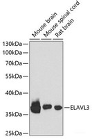 Western blot analysis of extracts of various cell lines using ELAVL3 Polyclonal Antibody at dilution of 1:1000.