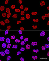 Confocal immunofluorescence analysis of HeLa cells using KHDRBS1 Polyclonal Antibody at dilution of 1:400. Blue: DAPI for nuclear staining.