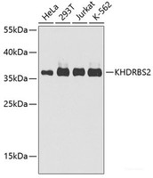 Western blot analysis of extracts of various cell lines using KHDRBS2 Polyclonal Antibody at dilution of 1:1000.