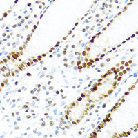 Immunohistochemistry of paraffin-embedded Human stomach using KHDRBS2 Polyclonal Antibody at dilution of 1:100 (40x lens) .