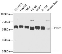 Western blot analysis of extracts of various cell lines using PTBP1 Polyclonal Antibody at dilution of 1:1000.