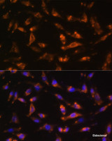 Immunofluorescence analysis of L929 cells using CSF2 Polyclonal Antibody at dilution of 1:100. Blue: DAPI for nuclear staining.