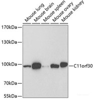 Western blot analysis of extracts of various cell lines using C11orf30 Polyclonal Antibody at dilution of 1:1000.