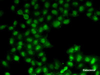 Immunofluorescence analysis of U2OS cells using C11orf30 Polyclonal Antibody