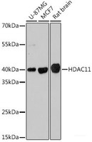 Western blot analysis of extracts of various cell lines using HDAC11 Polyclonal Antibody at dilution of 1:1000.