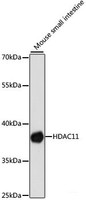 Western blot analysis of extracts of Mouse small intestine using HDAC11 Polyclonal Antibody at dilution of 1:1000.