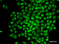 Immunofluorescence analysis of MCF-7 cells using CTCFL Polyclonal Antibody