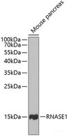 Western blot analysis of extracts of Mouse pancreas using RNASE1 Polyclonal Antibody at dilution of 1:1000.