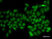 Immunofluorescence analysis of HeLa cells using ATXN1 Polyclonal Antibody