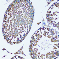 Immunohistochemistry of paraffin-embedded Mouse testis using FDFT1 Polyclonal Antibody at dilution of 1:100 (20x lens) .
