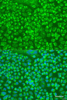 Immunofluorescence analysis of U2OS cells using GZMA Polyclonal Antibody at dilution of 1:100. Blue: DAPI for nuclear staining.