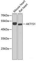 Western blot analysis of extracts of various cell lines using AKT1S1 Polyclonal Antibody at dilution of 1:1000.