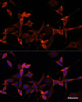 Immunofluorescence analysis of NIH-3T3 cells using AKT1S1 Polyclonal Antibody at dilution of 1:100 (40x lens) . Blue: DAPI for nuclear staining.