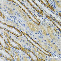 Immunohistochemistry of paraffin-embedded Mouse kidney using COG2 Polyclonal Antibody at dilution of 1:100 (40x lens) .