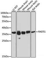 Western blot analysis of extracts of various cell lines using RAD51 Polyclonal Antibody at dilution of 1:1000.
