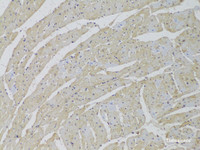 Immunohistochemistry of paraffin-embedded Rat heart using SCARB2 Polyclonal Antibody at dilution of 1:100 (20x lens) .