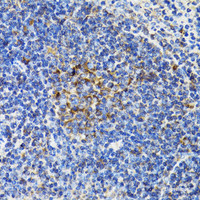 Immunohistochemistry of paraffin-embedded Mouse spleen using BCAP29 Polyclonal Antibody at dilution of 1:100 (40x lens) .