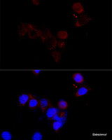 Immunofluorescence analysis of NIH/3T3 cells using BCAP29 Polyclonal Antibody at dilution of 1:100 (40x lens) . Blue: DAPI for nuclear staining.