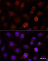 Immunofluorescence analysis of L-929 cells using PCGF1 Polyclonal Antibody at dilution of 1:100. Blue: DAPI for nuclear staining.