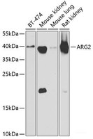 Western blot analysis of extracts of various cell lines using ARG2 Polyclonal Antibody at dilution of 1:1000.