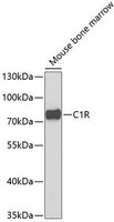 Western blot analysis of extracts of Mouse bone marrow using C1R Polyclonal Antibody at dilution of 1:1000.