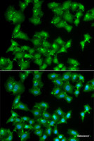Immunofluorescence analysis of A549 cells using ELF3 Polyclonal Antibody