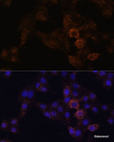 Immunofluorescence analysis of HeLa cells using GRP Polyclonal Antibody at dilution of 1:100. Blue: DAPI for nuclear staining.