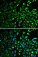 Immunofluorescence analysis of A549 cells using IMPA1 Polyclonal Antibody