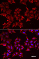 Immunofluorescence analysis of MCF7 cells using PCBD1 Polyclonal Antibody