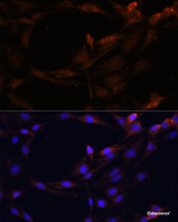 Immunofluorescence analysis of C6 cells using SERPINB9 Polyclonal Antibody at dilution of 1:100. Blue: DAPI for nuclear staining.
