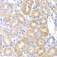 Immunohistochemistry of paraffin-embedded Rat kidney using PNLIP Polyclonal Antibody at dilution of 1:200 (40x lens) .