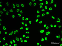 Immunofluorescence analysis of HeLa cells using SNRPA Polyclonal Antibody