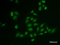 Immunofluorescence analysis of U2OS cells using SSRP1 Polyclonal Antibody
