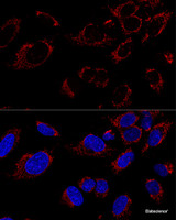 Confocal immunofluorescence analysis of U2OS cells using TUFM Polyclonal Antibody at dilution of 1:100. Blue: DAPI for nuclear staining.