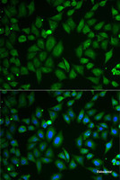 Immunofluorescence analysis of U2OS cells using SCG2 Polyclonal Antibody