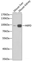 Western blot analysis of extracts of various cell lines using H6PD Polyclonal Antibody at dilution of 1:1000.