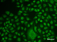 Immunofluorescence analysis of U2OS cells using TFPT Polyclonal Antibody