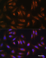 Immunofluorescence analysis of U-2 OS cells using NRBF2 Polyclonal Antibody at dilution of 1:100. Blue: DAPI for nuclear staining.