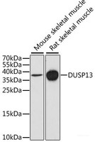 Western blot analysis of extracts of various cell lines using DUSP13 Polyclonal Antibody at dilution of 1:1000.