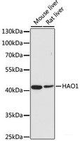 Western blot analysis of extracts of various cell lines using HAO1 Polyclonal Antibody at dilution of 1:500.