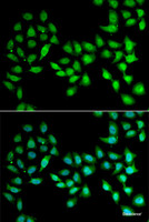 Immunofluorescence analysis of U2OS cells using UCN2 Polyclonal Antibody